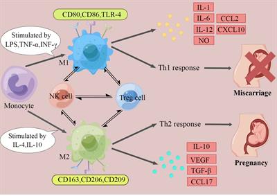 Decidual macrophages in recurrent spontaneous abortion